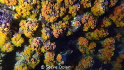 A wall covered with cup corals. Found inside a cave at No... by Steve Dolan 